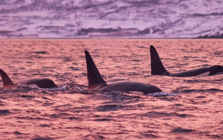 Whale Safari by Rigid Inflatable Boat in Skjervøy