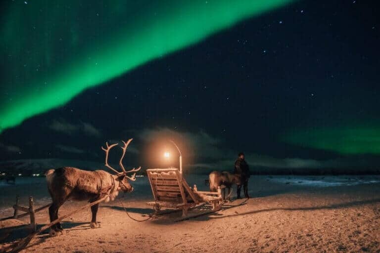 Sami Reindeer Camp Dinner & Sledding