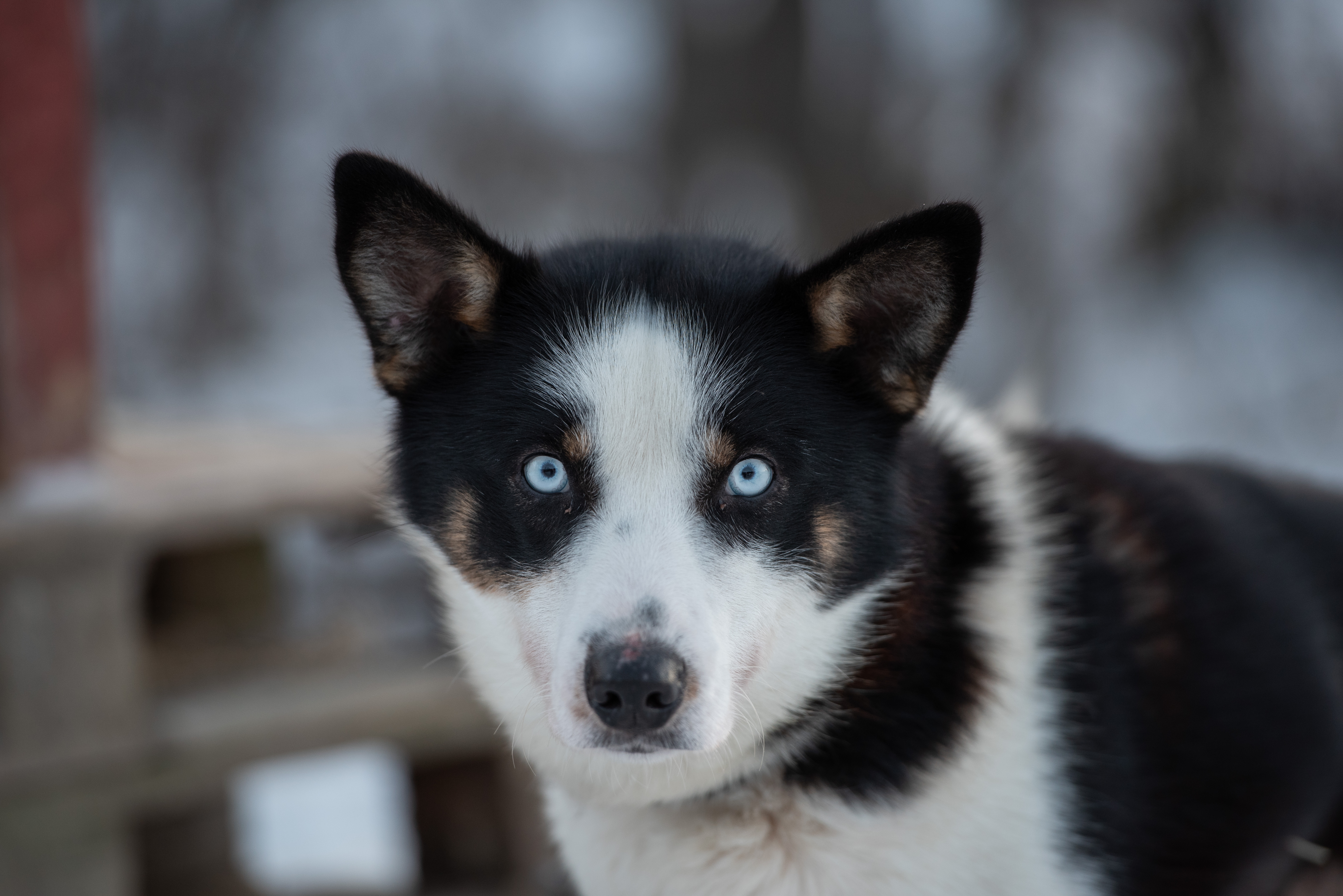 Aurora Husky