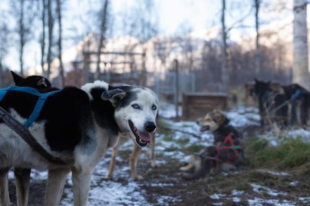 Dogs harnessed ready to go on a sledding tour