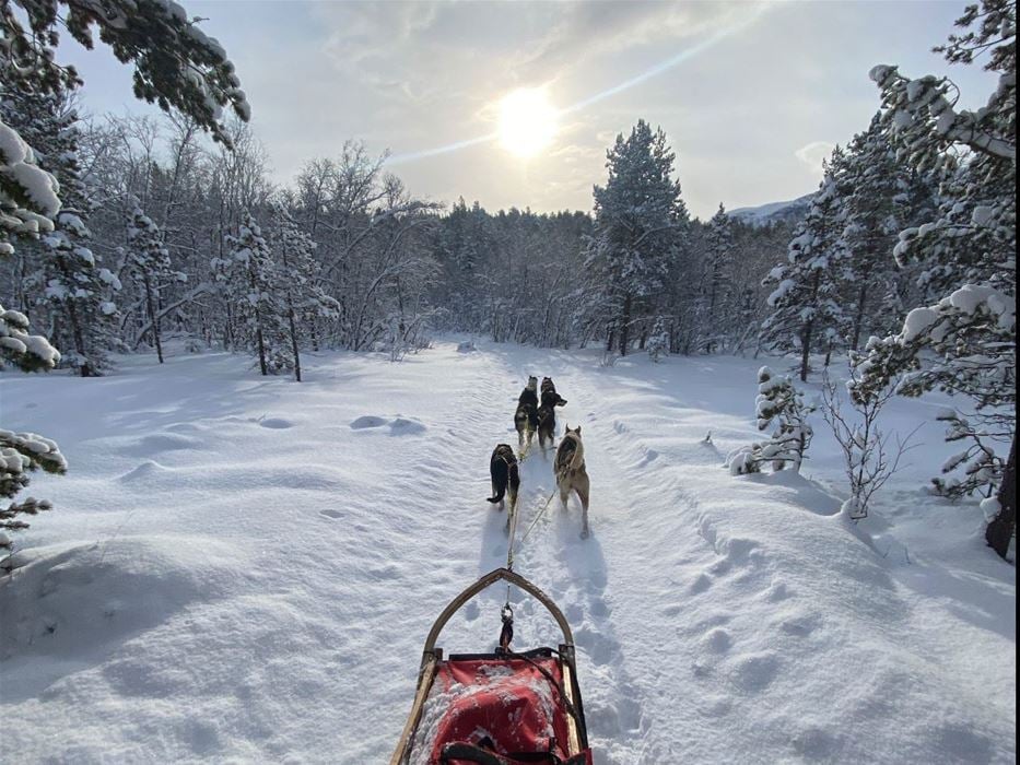 Dog sledding in Arctic nature, from Tromsø – Tour 2