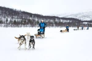 Huskies pulling sleds, with guests in thermal suits riding the sled during a dog sledding experience