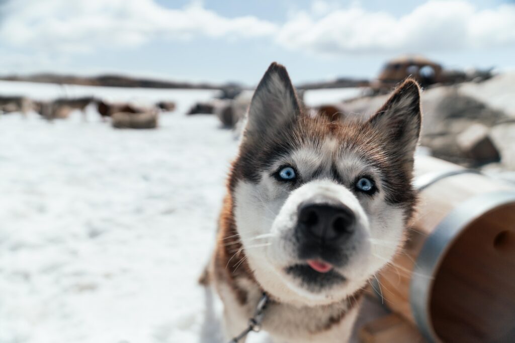 Exclusive Winter Escape: Small Group Husky Tour