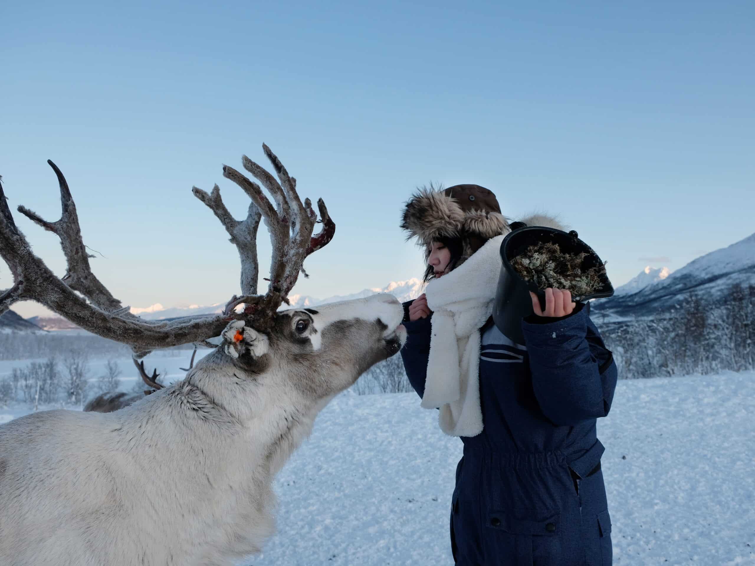 Reindeer Feeding and Sami Culture