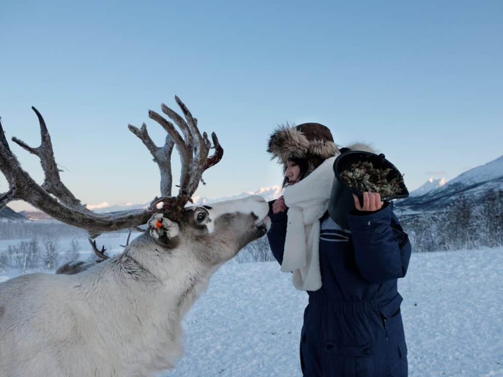 Reindeer Feeding & Sami Culture