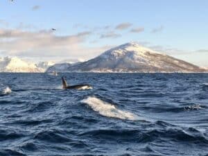 An orca swimming in an Arctic fjord with snowy mountains in the background