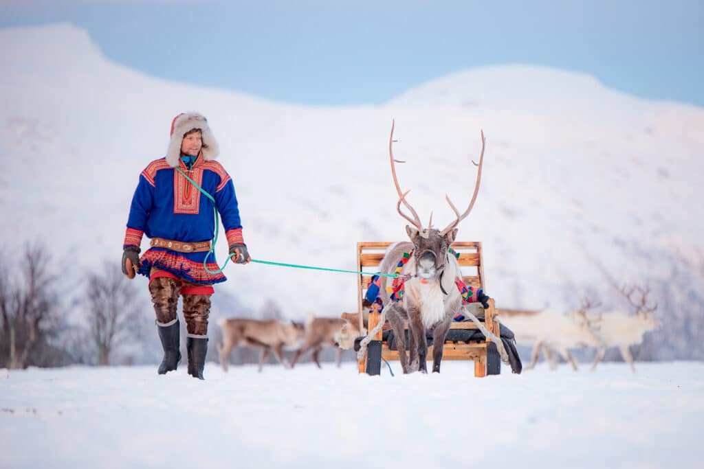 Sami Reindeer Long Sledding