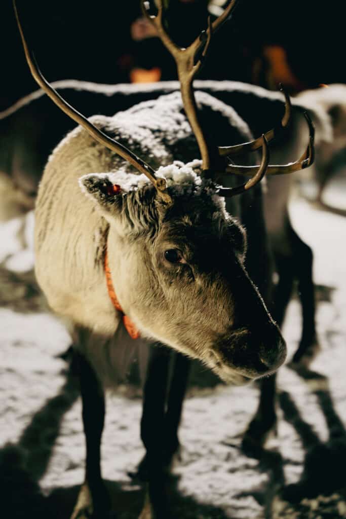 Reindeer Feeding and Chance of Northern Lights