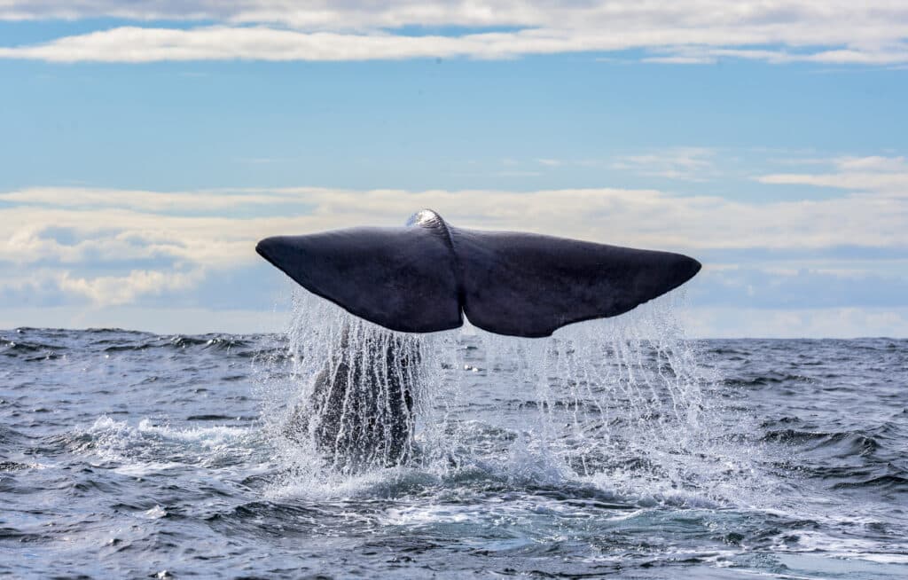Whale-Watching at Andenes