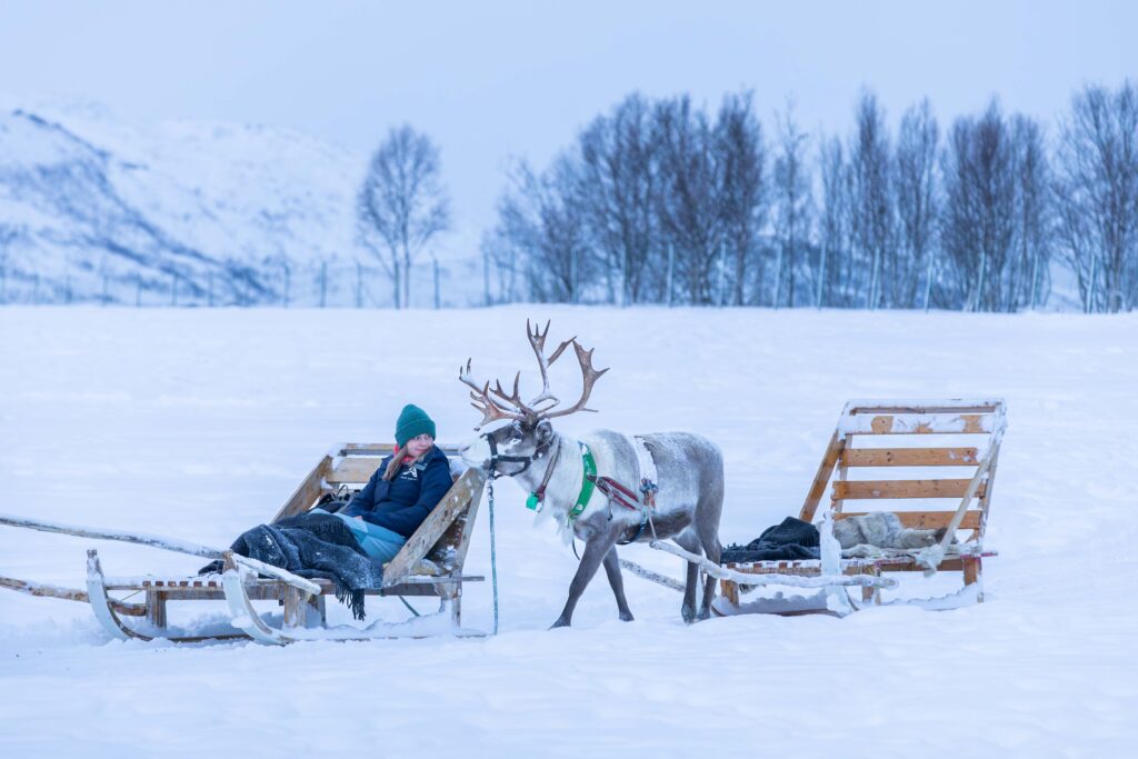 Samisk reinsdyr langslede
