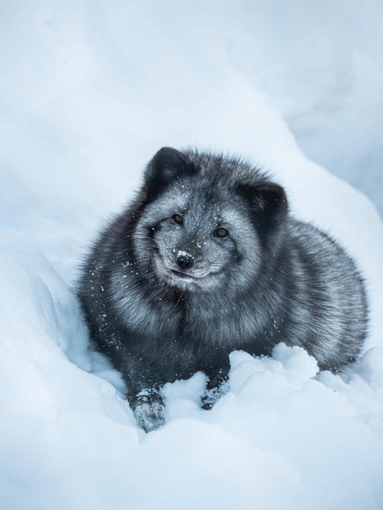 Visit the Polar Park with transport from & back to Tromsø