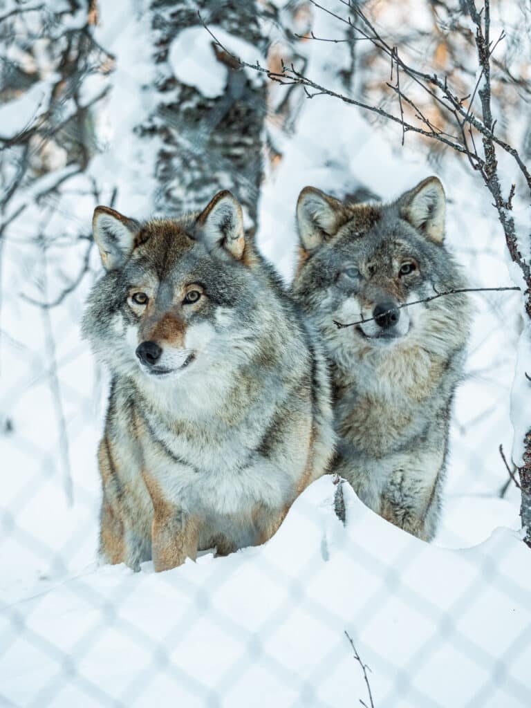 Travel from Tromsø to Polar Park with Arctic Route