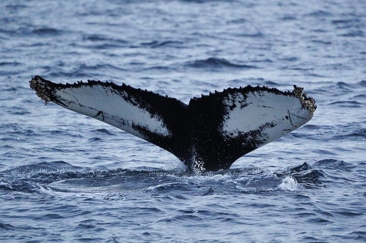 Silent Whale Watching