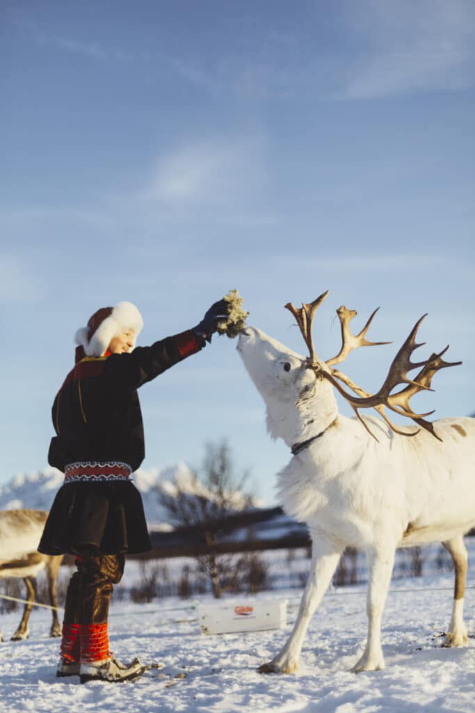 Reindeer Feeding and Sami Culture (13h departure)