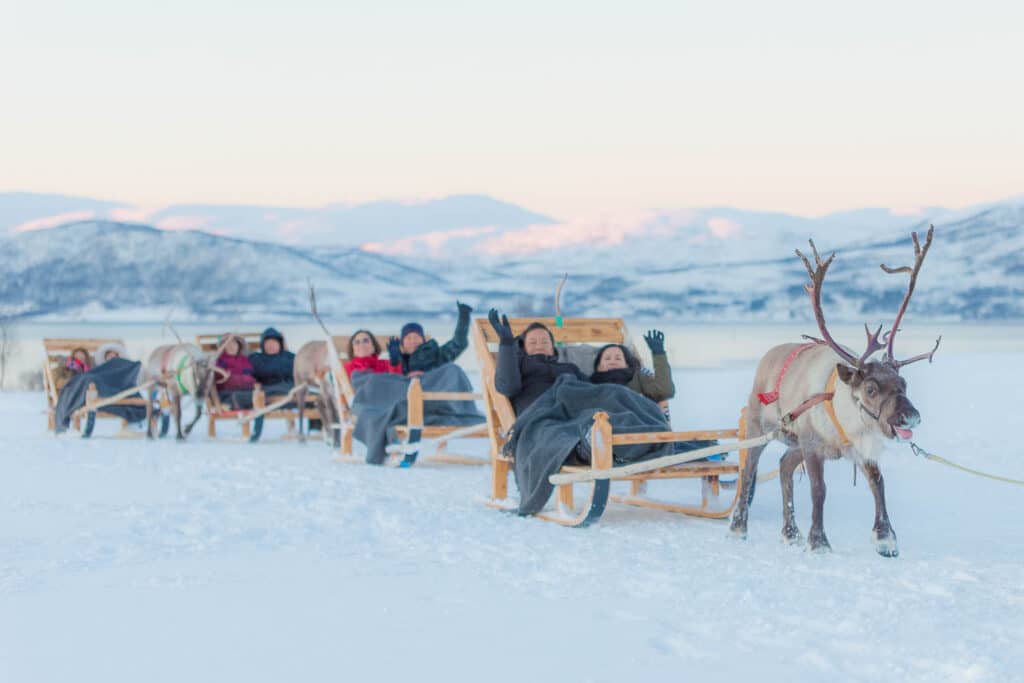 Sami Reindeer Short Sledding