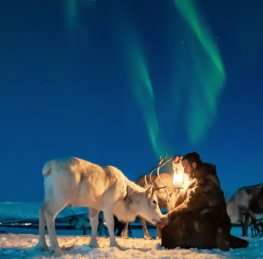 Sami Reindeer Camp Dinner