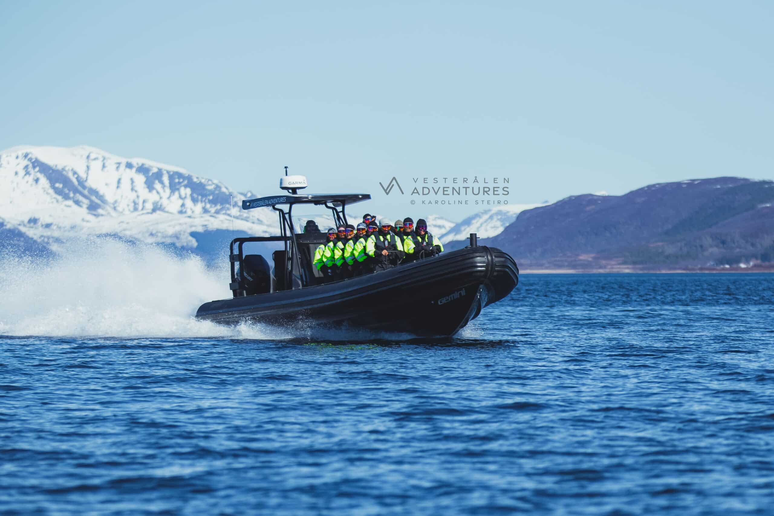 Fjord & Sea Eagle tour by RIB boat, from Sortland