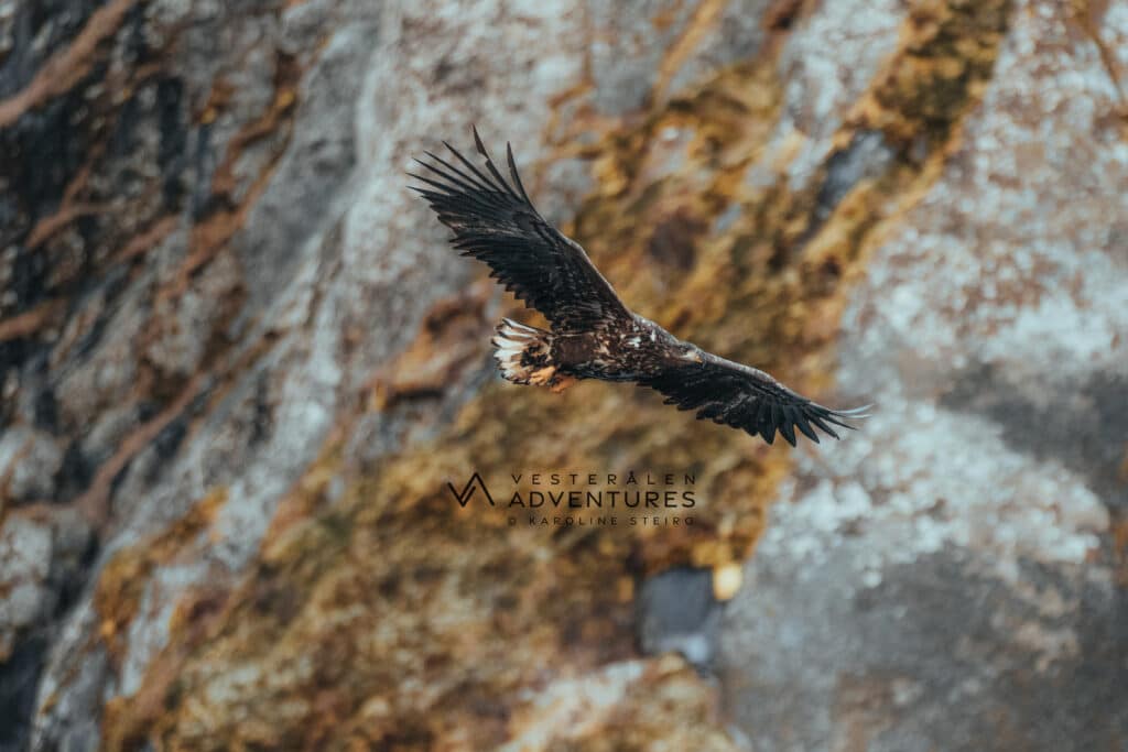 Sea Eagle Safari to Trollfjord by RIB boat, from Sortland