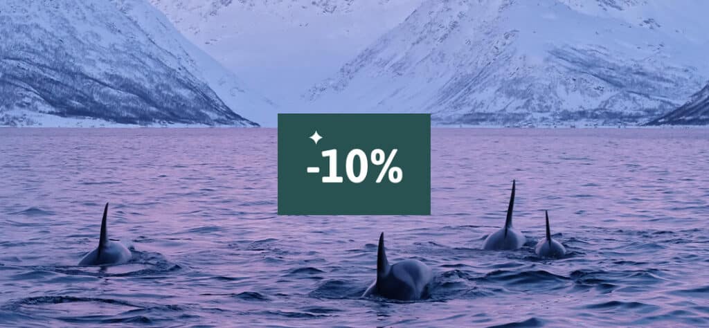 Orcas swimming in a pink-toned Arctic fjord with snowy mountains in the background and a “10% discount” banner for a whale watching tour.