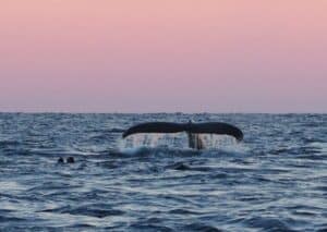 Whale tail emerging from the sea during a whale watching tour in northern Norway
