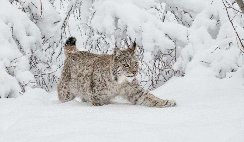 Inngangsbillett til Polar Park Arctic Wildlife Centre