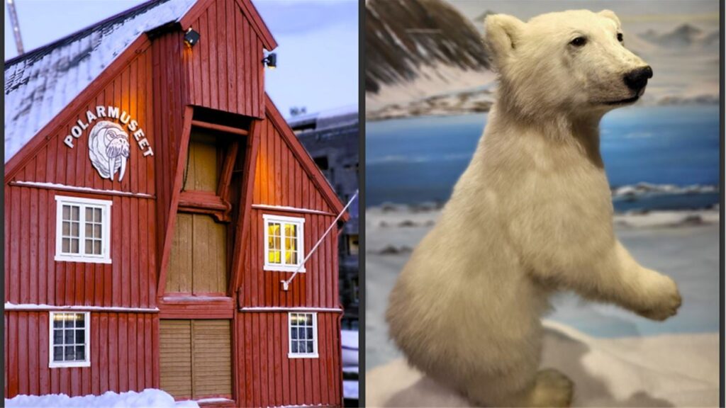 Polar Bear Discovery Walk incl 2 attractions in Tromsø