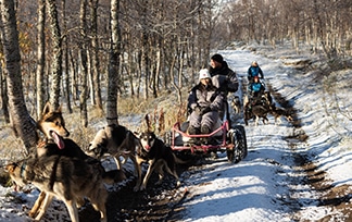 Autumn dogsledding with carts