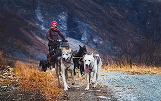 Dog sledding activity with carts on an autumn forest trail with huskies pulling and a person standing on it