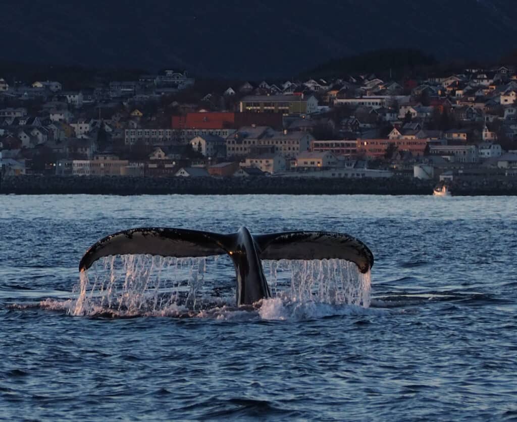 Whale tail emerging from the sea during a whale watching tour in northern Norway