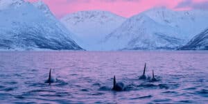 Orcas swimming in a pink-toned Arctic fjord with snowy mountains in the background