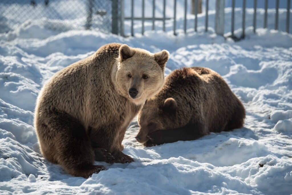 Inngangsbillett til Polar Park