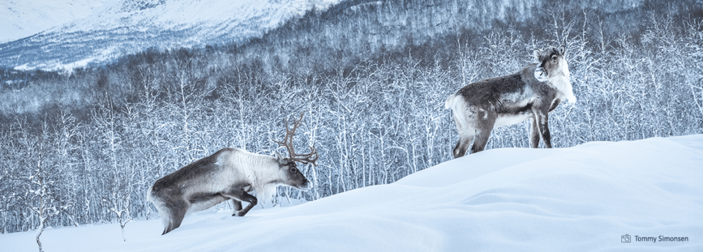 Two reindeer walk across a snow-covered mountain landscape, with distant trees and mountains