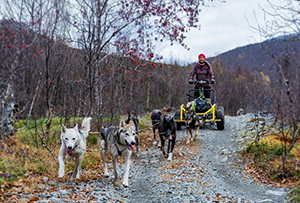 Autumn dogsledding with carts