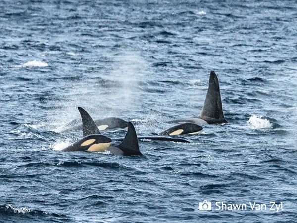 Photo credit_Shawn Van Zyl_600x450px