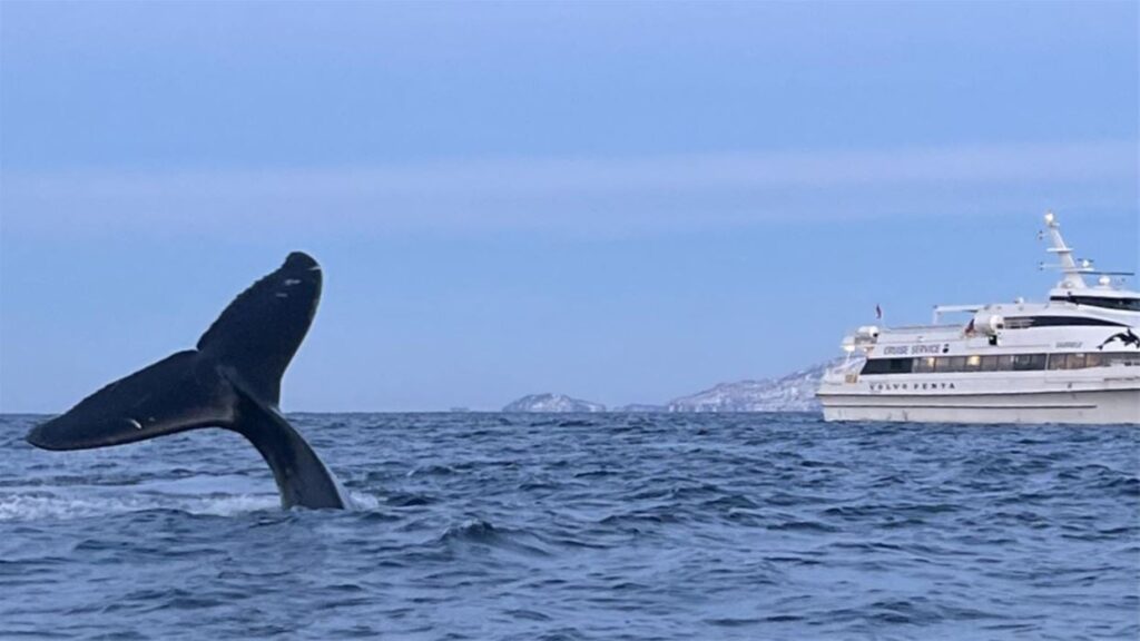 Whale watching with MS Gabriele