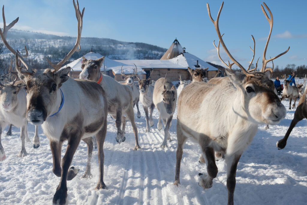 Reindeer photo