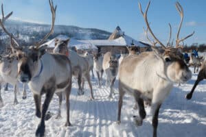 Reindeers running in the snow during Sami Week in Northern Norway