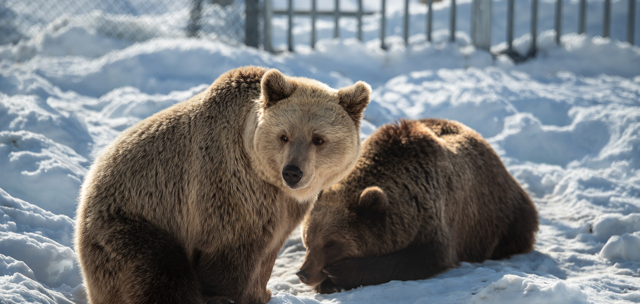 Two bears resting on the snow at Polar Park in Narvik, Norway