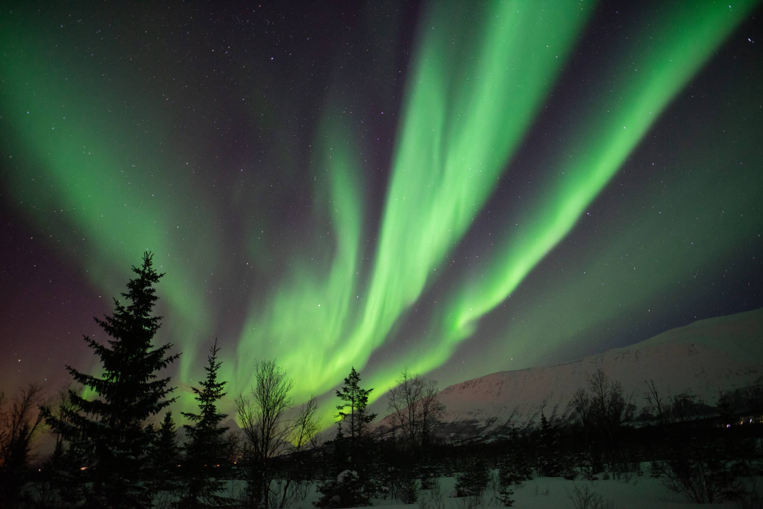 Dark silhouettes of trees with a snowy mountain on the right, under green northern lights and stars in the evening sky.