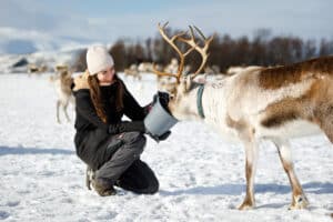 Woman feeding a reindeer from a bucket in a snowy outdoor landscape.