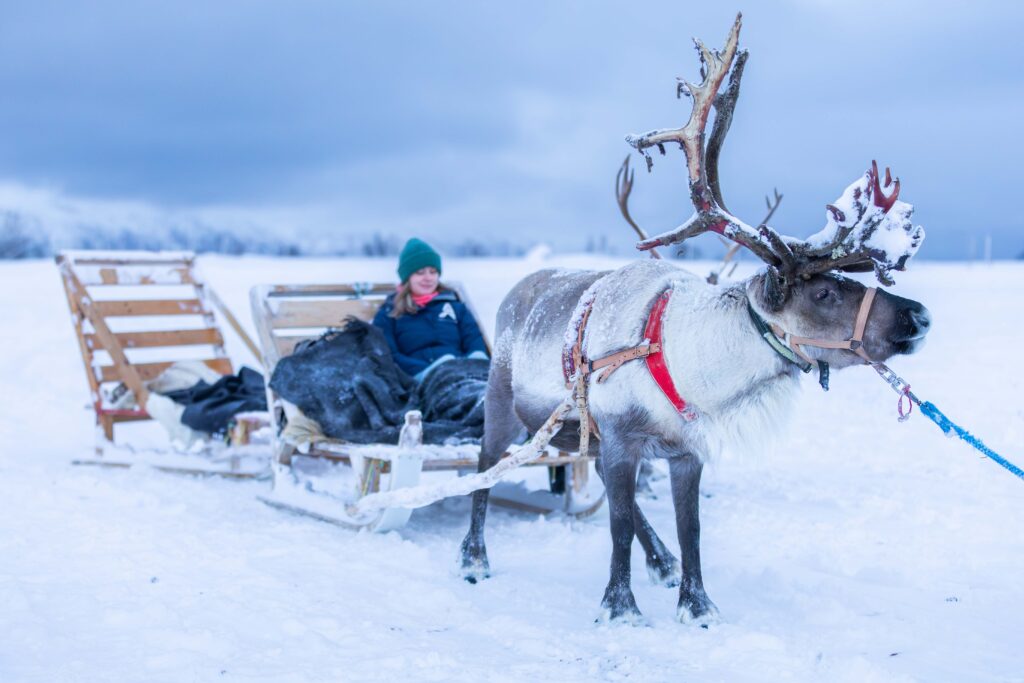 Samisk reinsdyr kort slede