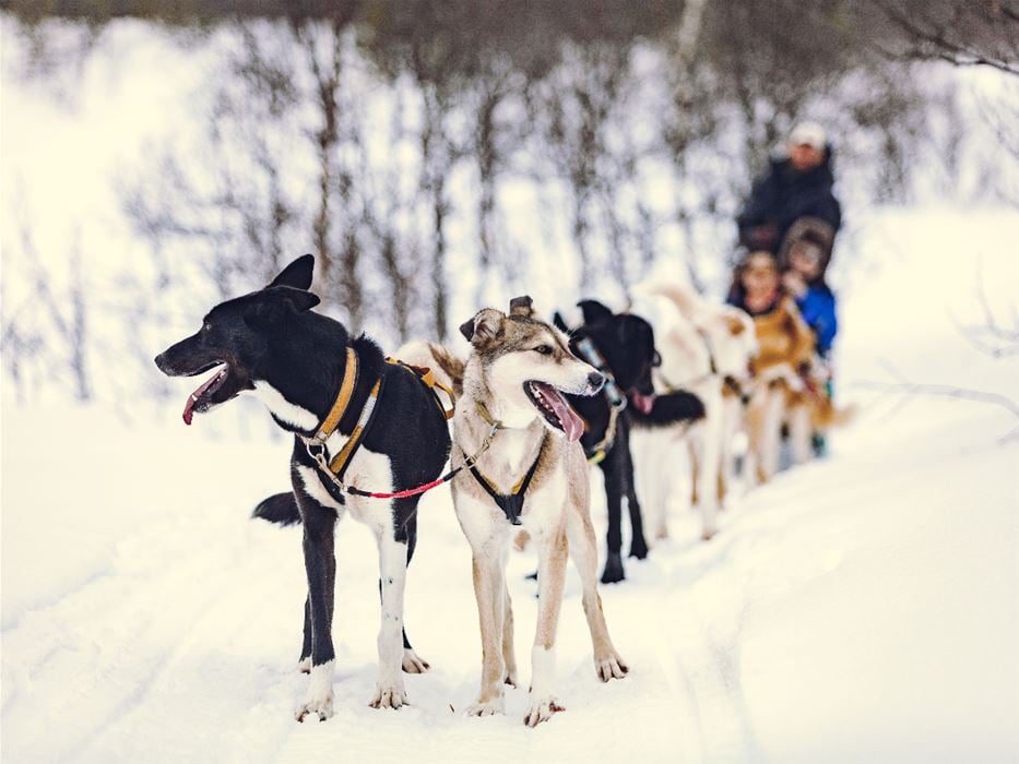 Advanced Dog Sledding Daytime – Incl. Transport
