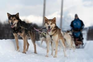 Huskies pulling a dog sled, with two guests in thermal suits riding the sled during a dog sledding experience