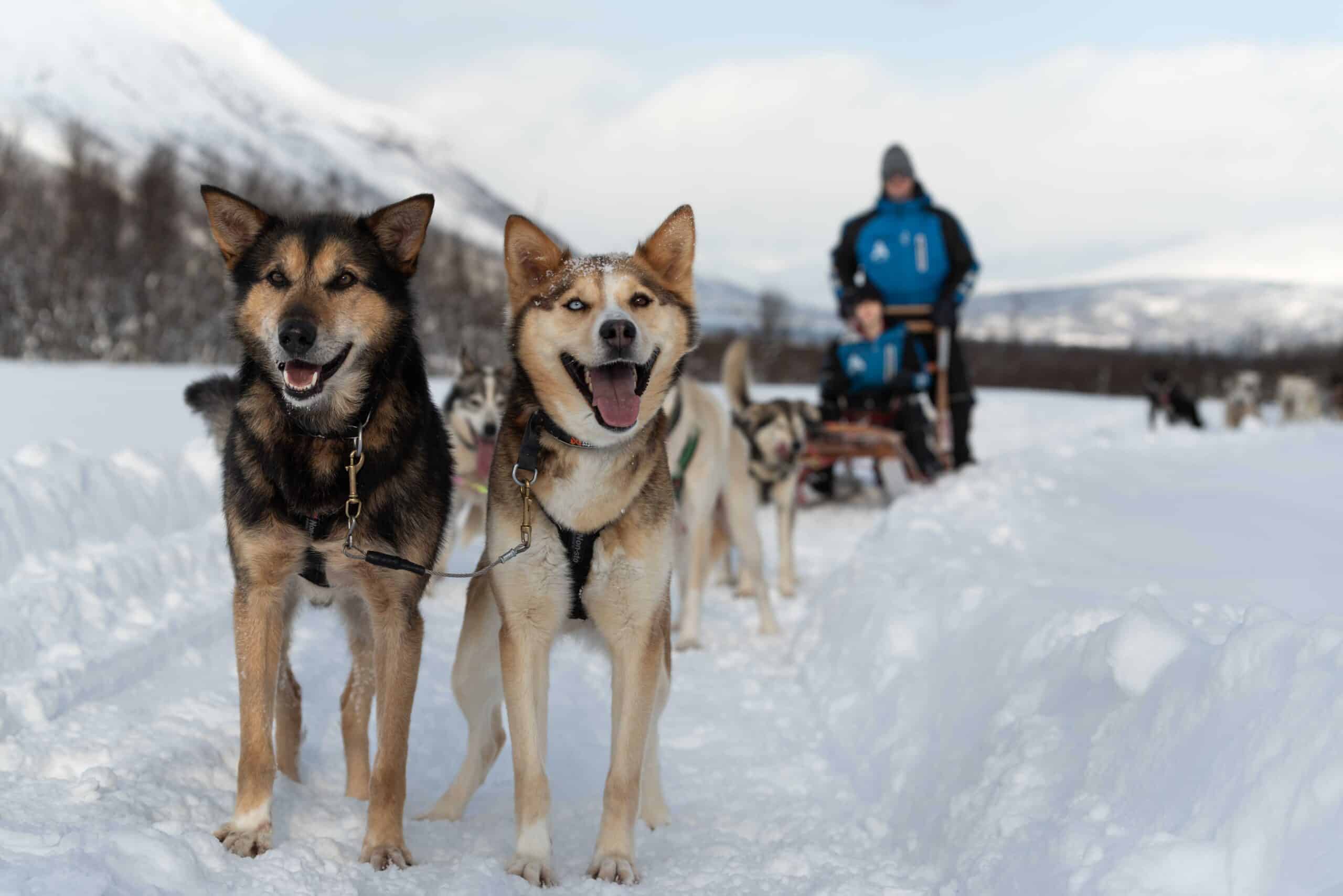 What are the differences between all dog sledding tours
