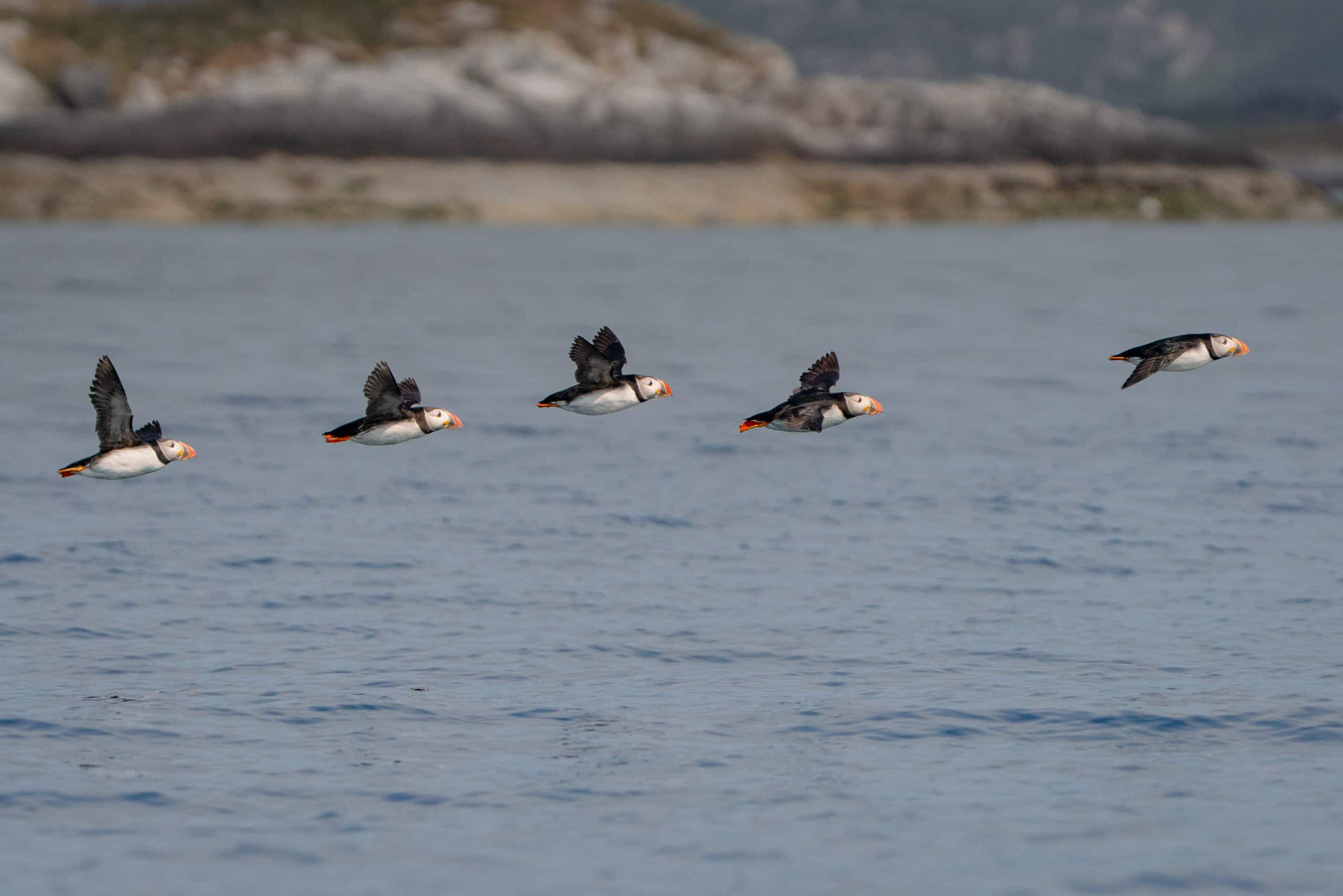 Five Atlantic puffin flying in line over the calm sea