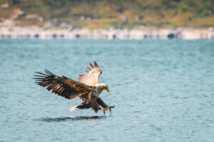 A golden eagle landing on the water's surface to fish