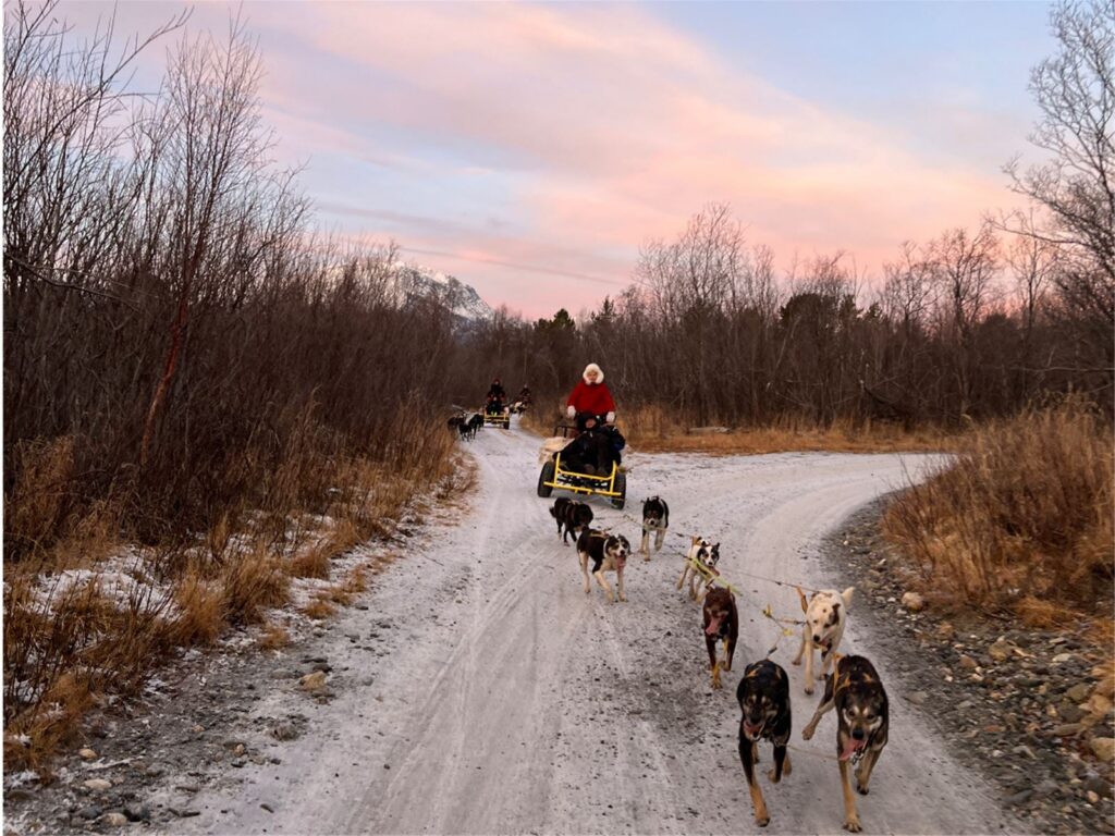 Dogsledding on wheels incl. transfer from Tromsø