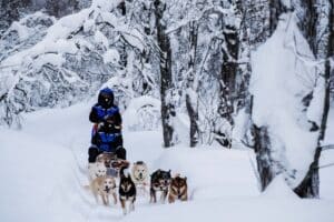 Dog Sledding with Carts vs snow sledding: What’s the difference?