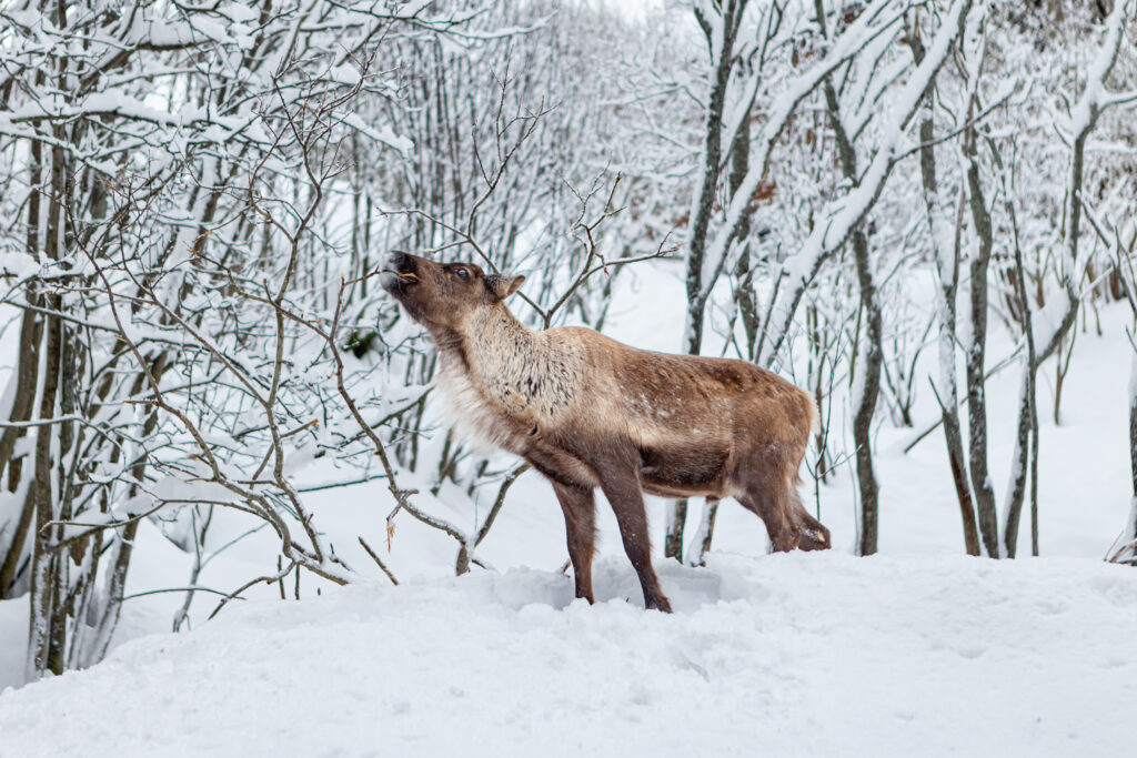 Narvik: Sami Reindeer Experience with Best Arctic