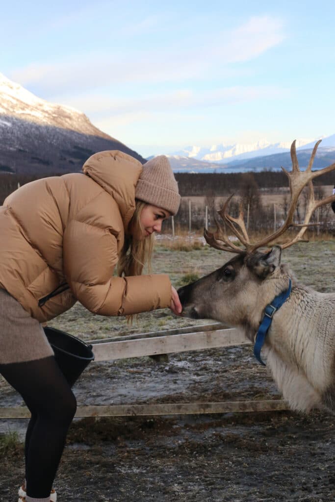 Autumn offer: Reindeer Feeding and Sami Culture